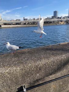 ユリカモメ