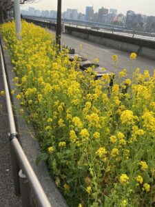 隅田公園菜の花