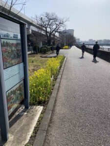 隅田公園　春