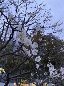 隅田公園　花