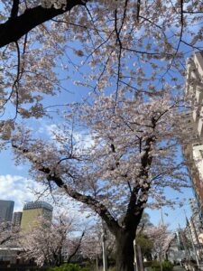 隅田川の桜