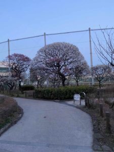 花が咲いてきた隅田公園