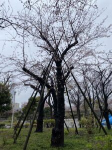 散った桜
