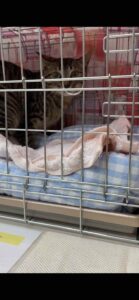 保護猫